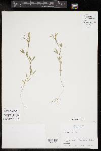 Lathyrus pusillus image