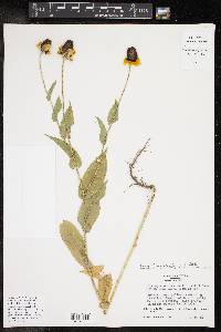 Rudbeckia amplexicaulis image