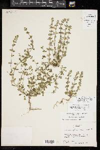 Scutellaria drummondii var. edwardsiana image