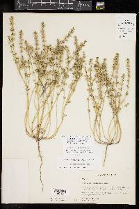 Scutellaria drummondii image