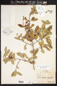 Ilex vomitoria image