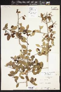 Ilex vomitoria image