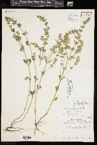 Scutellaria drummondii image