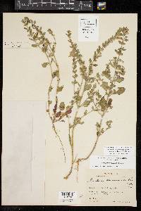 Scutellaria drummondii var. edwardsiana image