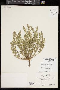 Scutellaria drummondii var. edwardsiana image