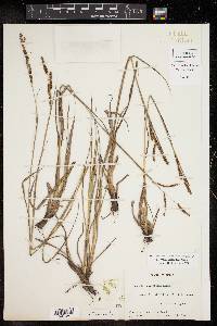 Paspalum plicatulum image