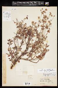 Eriogonum jamesii var. undulatum image