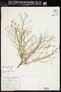 Stephanomeria pauciflora image