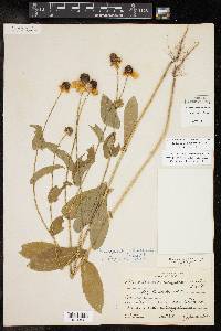 Rudbeckia amplexicaulis image