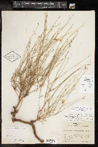 Stephanomeria pauciflora image