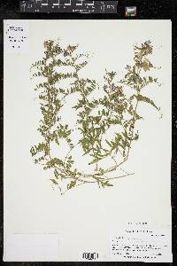 Vicia ludoviciana image