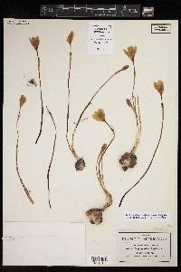 Zephyranthes crociflora image