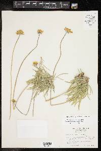 Encelia scaposa image