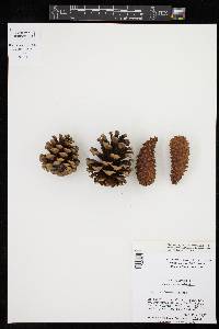 Pinus ponderosa image