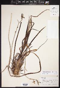 Echeandia platyphylla image