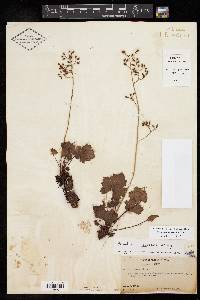 Heuchera rubescens image