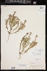 Scutellaria drummondii var. edwardsiana image