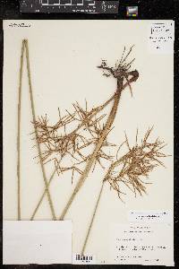 Cyperus articulatus image