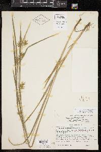 Carex lonchocarpa image