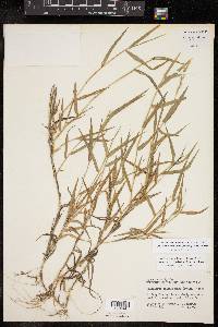 Urochloa ciliatissima image