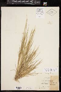 Setaria texana image