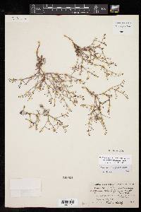 Eriogonum rotundifolium image