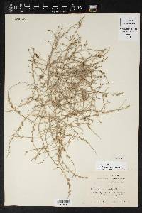 Cressa nudicaulis image