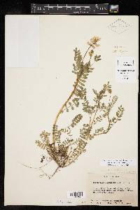 Astragalus macilentus image