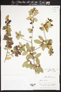 Ilex vomitoria image