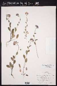 Phacelia patuliflora var. patuliflora image