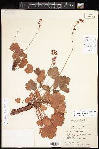 Heuchera sanguinea image