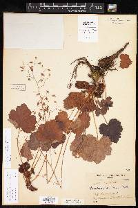 Heuchera mexicana image