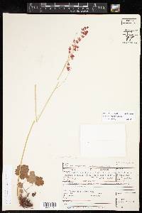 Heuchera sanguinea image