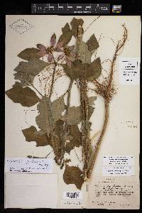 Euphorbia cyathophora image