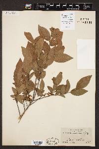 Leucothoe racemosa image