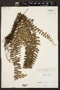 Asplenium sessilifolium image