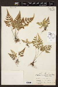 Asplenium pumilum image