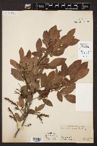 Leucothoe racemosa image