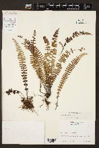 Asplenium monanthes image