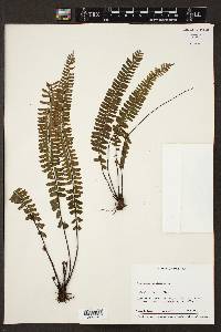 Asplenium monanthes image