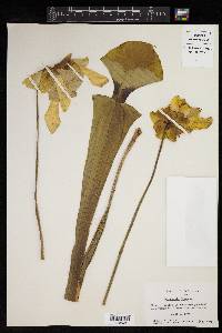 Sarracenia flava image