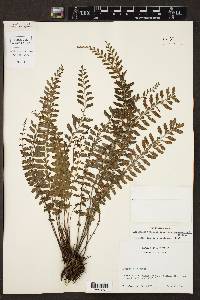 Asplenium sessilifolium image