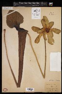 Sarracenia flava image