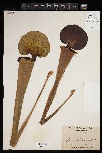 Sarracenia flava image