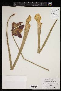 Sarracenia leucophylla image