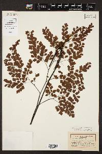 Adiantum tenerum image
