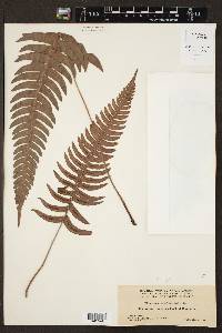 Blechnum occidentale image