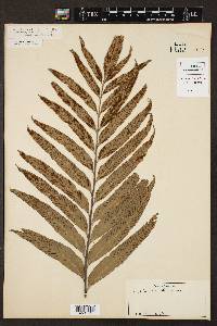 Asplenium kaulfussii image