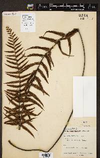 Asplenium caudatum image