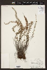 Asplenium triphyllum image